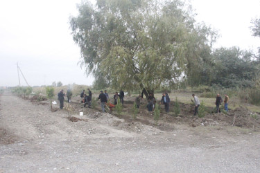 Ağdaşda ağacəkmə kampaniyası həyata keçirilib.