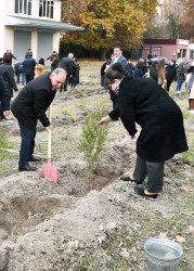 Ağdaşda ağacəkmə aksiyası keçirilib