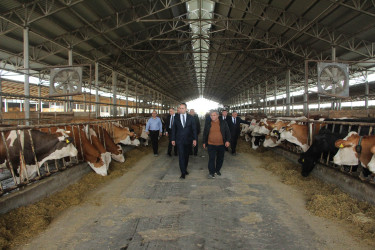 Ağdaş Rayon İcra Hakimiyyətinin başçısı fermer təsərrüfatında görülən işlərlə tanış olub