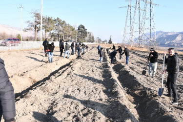 Ağdaşda şəhid ailələri üzvlərinin iştirakı ilə ağacəkmə aksiyası keçirilib