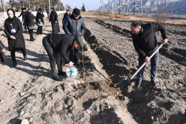 Ağdaşda şəhid ailələri üzvlərinin iştirakı ilə ağacəkmə aksiyası keçirilib