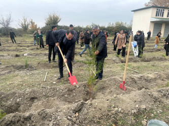 Ağdaşda ağacəkmə aksiyası keçirilib