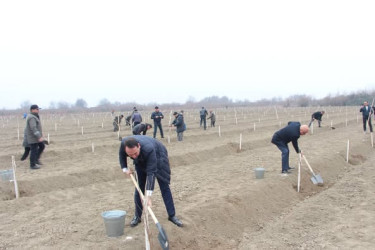 Ağdaşda ağacəkmə tədbiri keçirilib