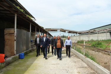 Ağdaş Rayon İcra Hakimiyyətinin başçısı fermer təsərrüfatında görülən işlərlə tanış olub