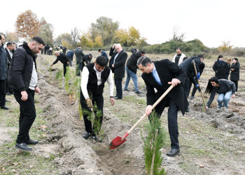 Ağdaşda ağacəkmə aksiyası keçirilib