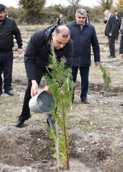 Ağdaşda ağacəkmə aksiyası keçirilib